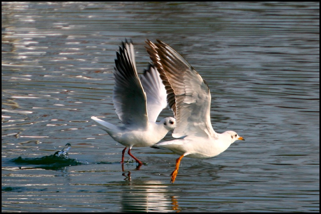 danzando sull'acqua