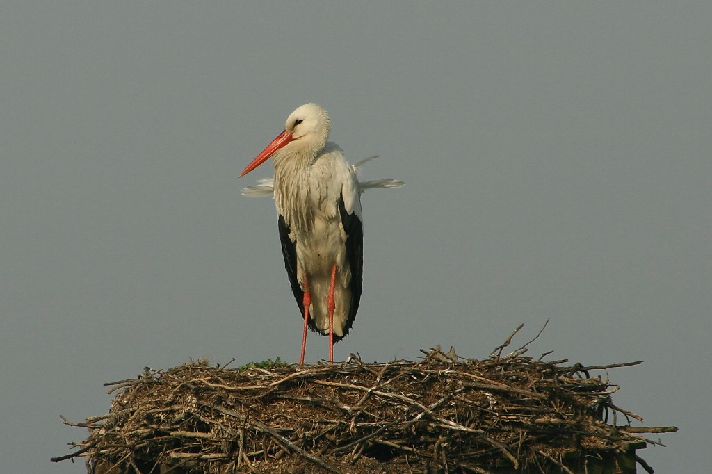 La mia prima cicogna