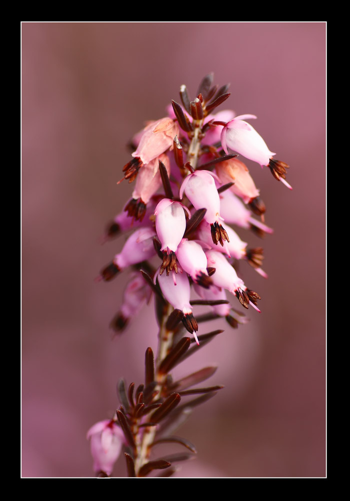 erica selvatica