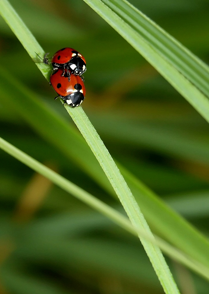 coccinelle 4