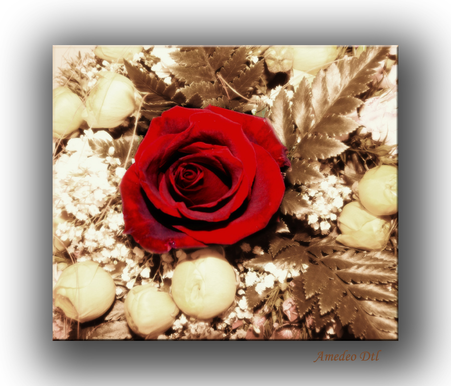 ti regalo il mio cuore