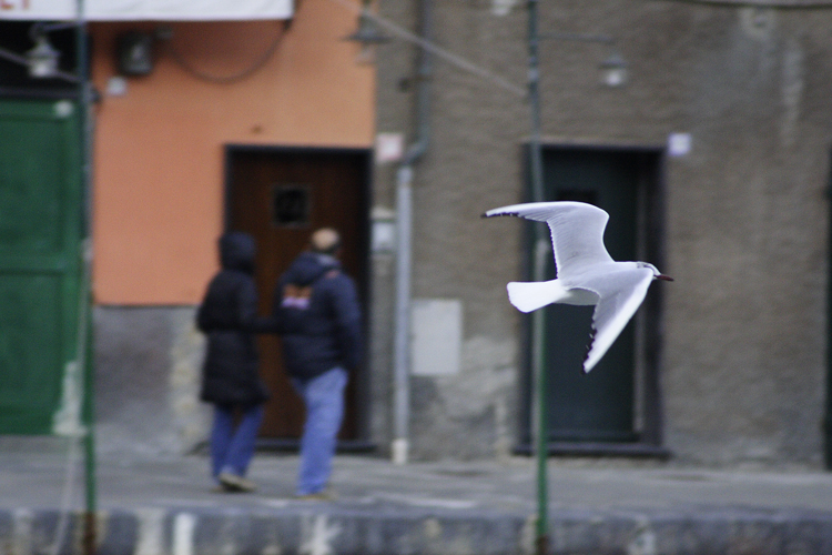 gabbiano e piccioncini........