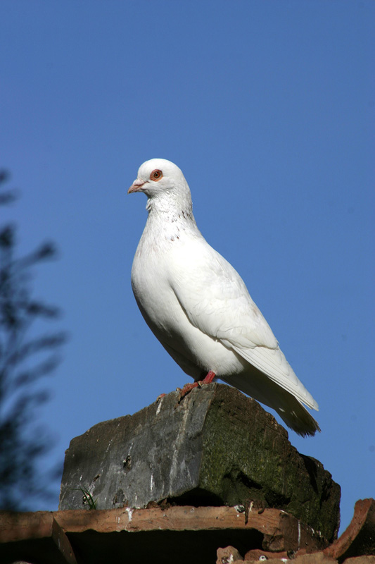 ...la vedetta dell'agriturismo...