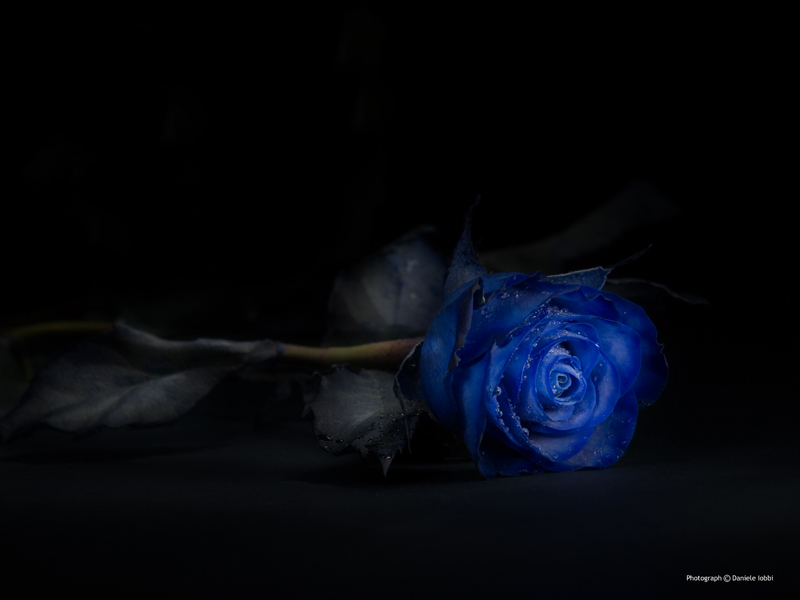 Blu Rose