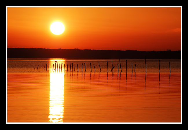 lago massaciuccoli 01