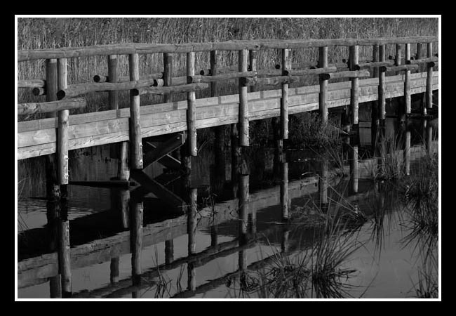 lago massaciuccoli 04