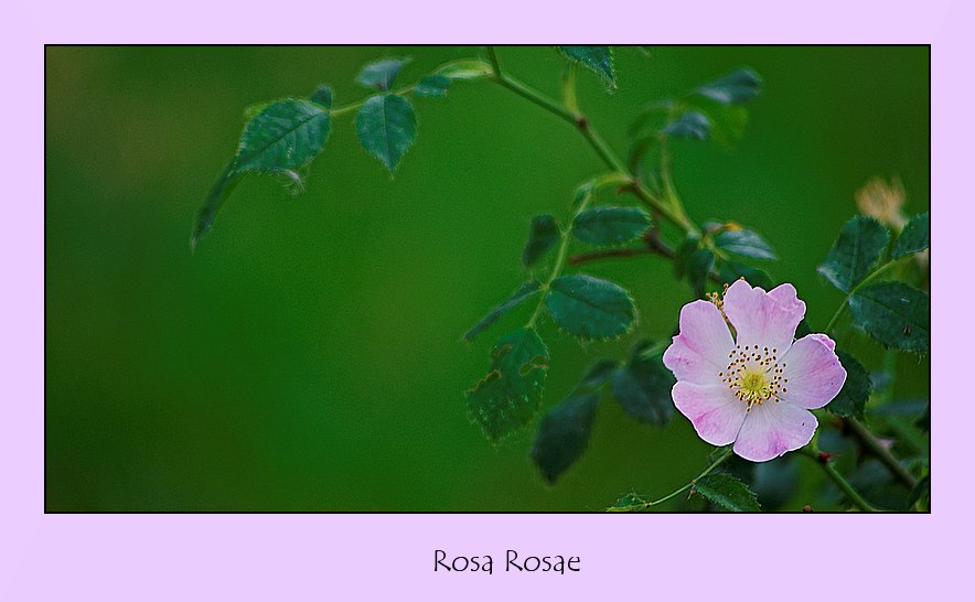 Rosa rosae