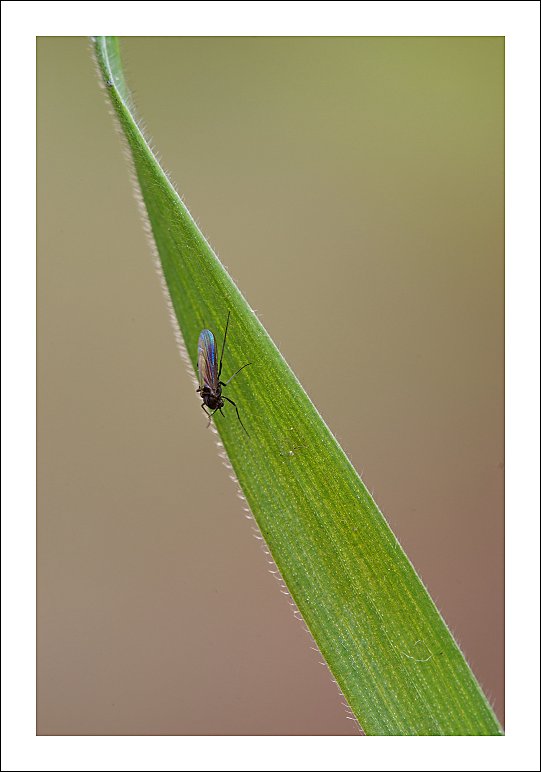 Moschino per il mio amico Albert
