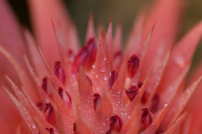 fiore