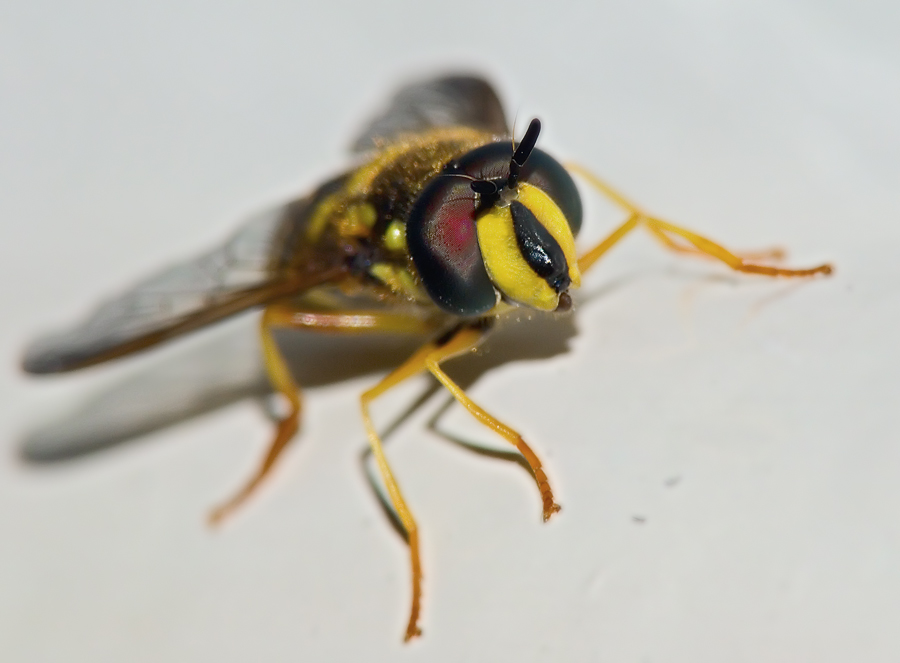 Macro con fuji s9600