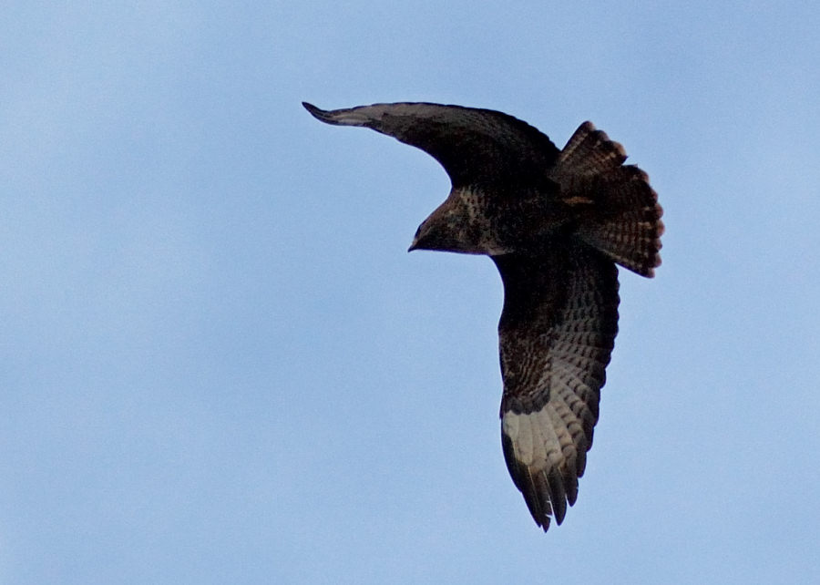 Poiana in volo battuto