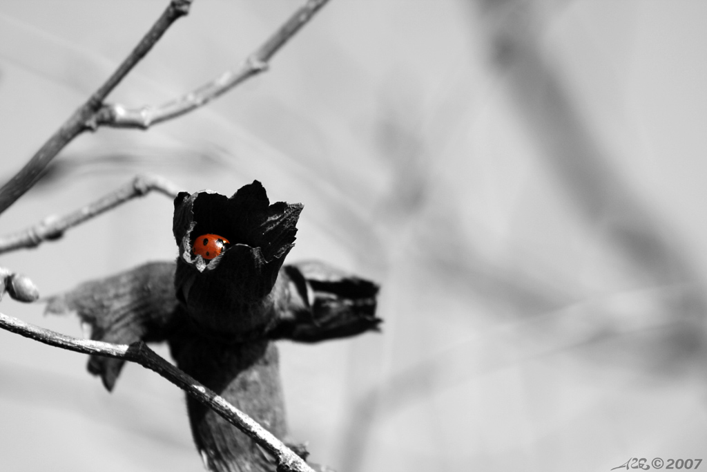 Al sicuro, la scoccinella