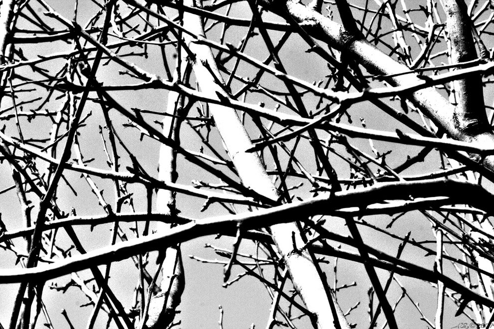 Filo spinato naturale