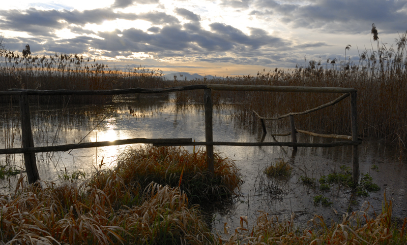 padule di Fucecchio