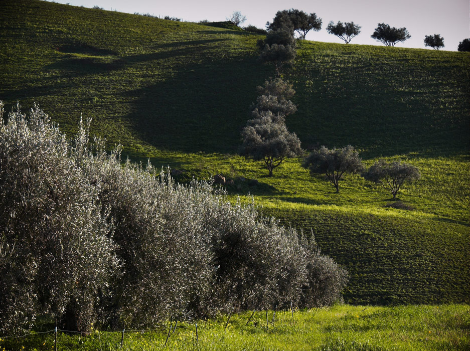 .: ombre lunghe:06 :.