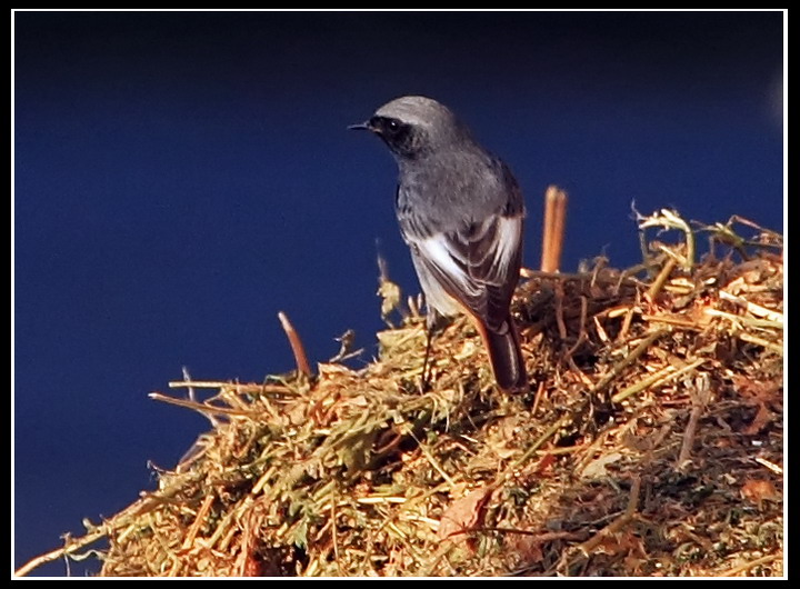 Un uccellino nel Blu