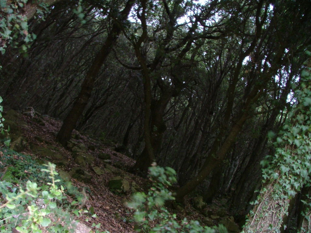 Bosco...fa quasi paura star la da soli