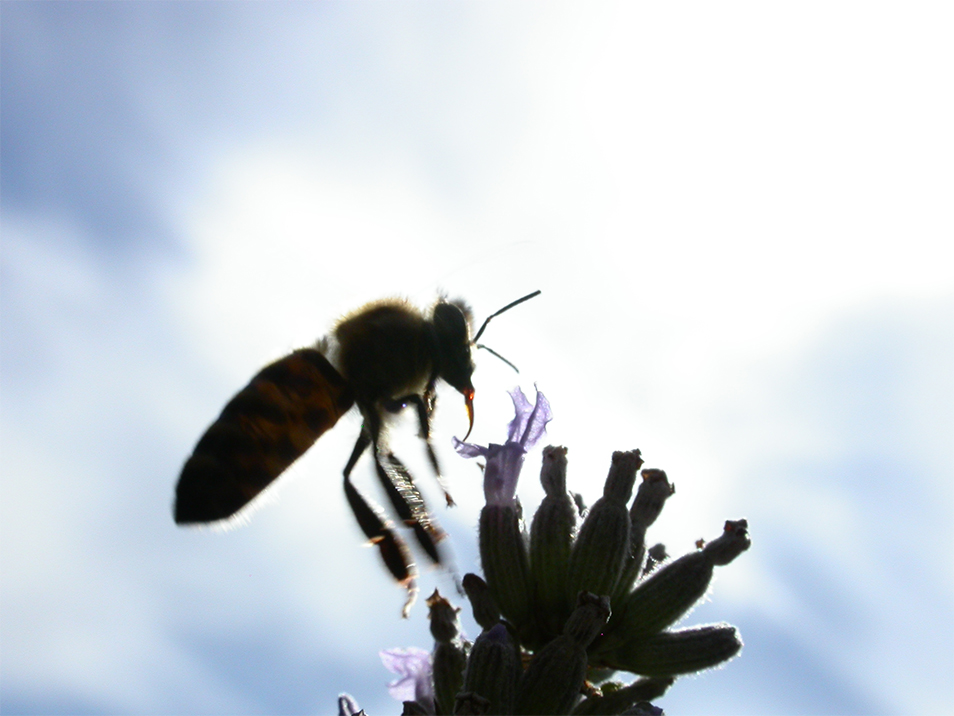 Img2006_08_06-17-04-49