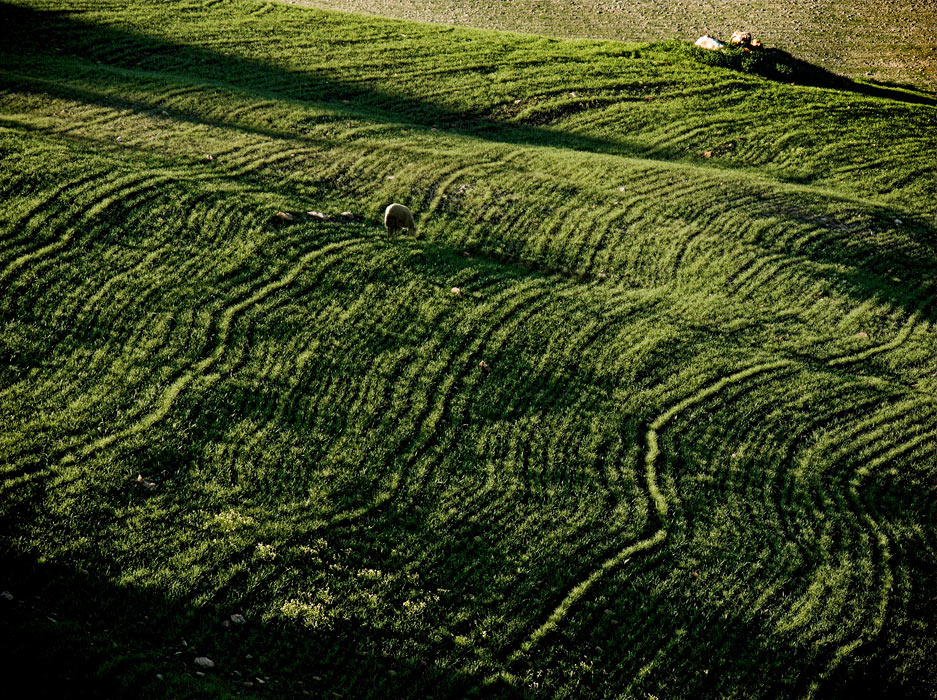 .: ombre lunghe:07 - pecorella smarrita :.