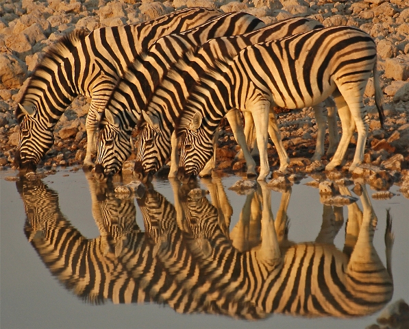 zebre al tramonto (etosha park - namibia 2006)