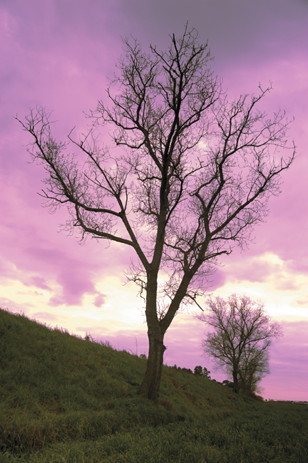 Viale di Campo Salino