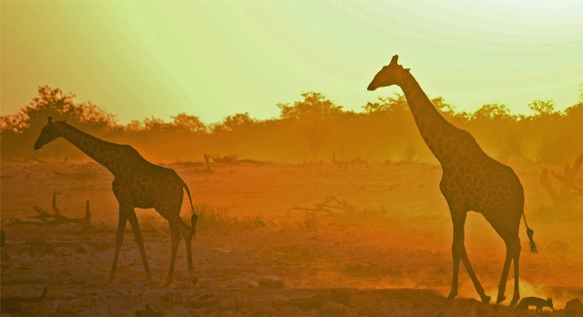 giraffe al tramonto (etosha park namibia 2006)