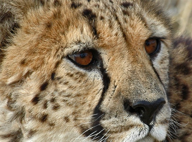 micione... (afreecat foundation - namibia 2006)