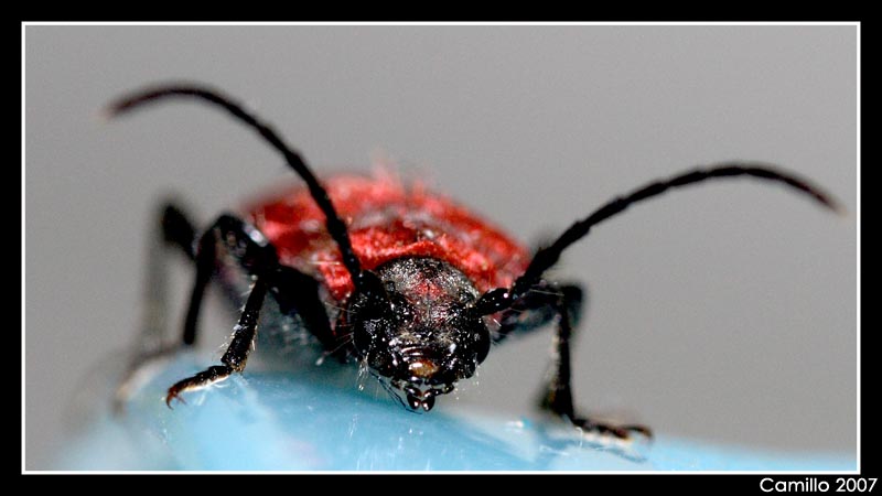 Buonasera, sono Francesco