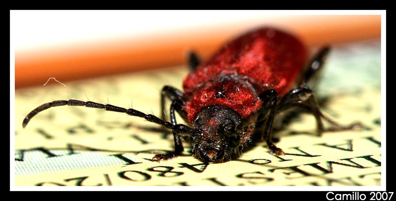 Francesco impara a leggere