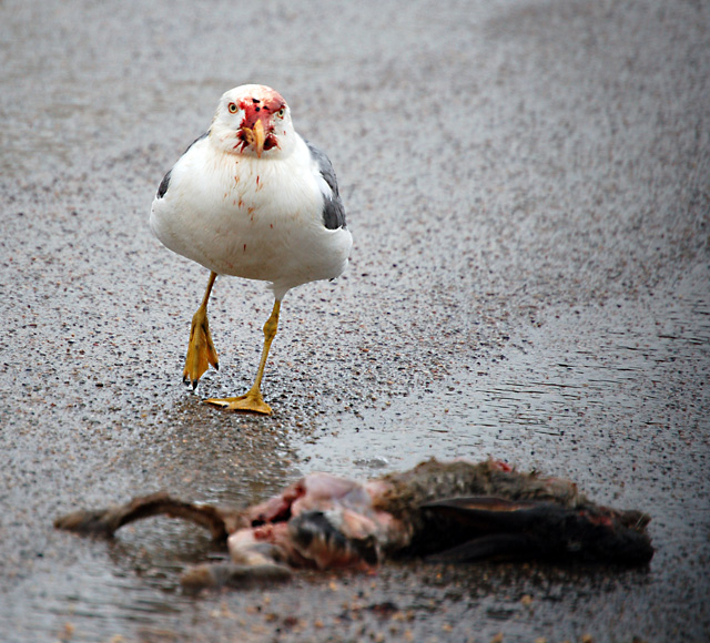 Gabbiano o avvoltoio?