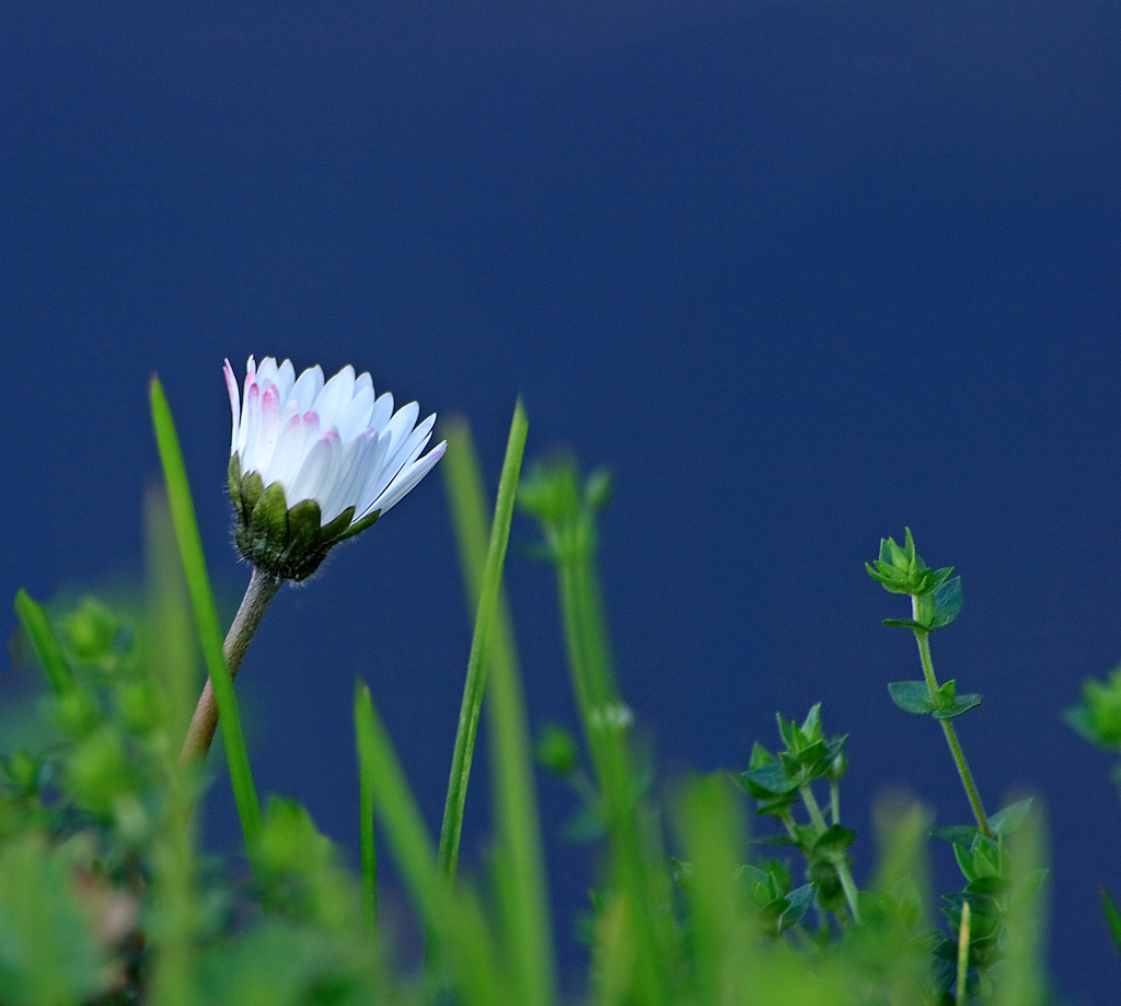 dal nulla...sul blu...