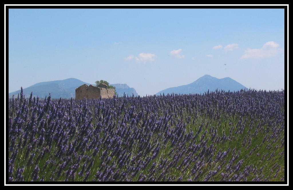 La Nuova Lavanda