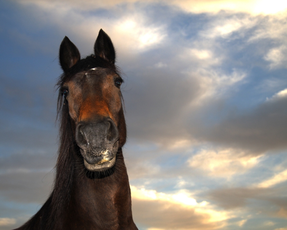 cavallo primo piano dal basso