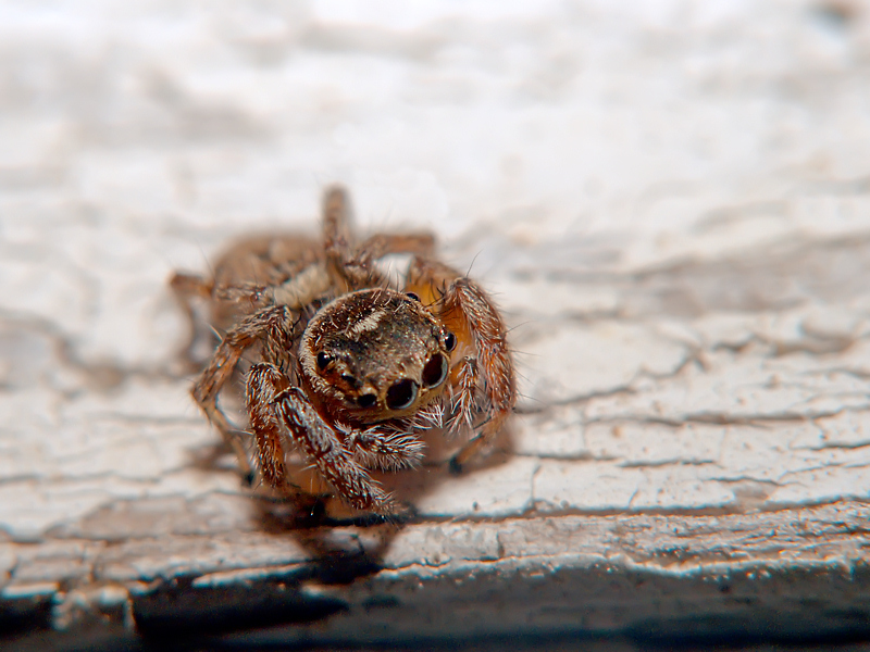 il mio simpatico amico