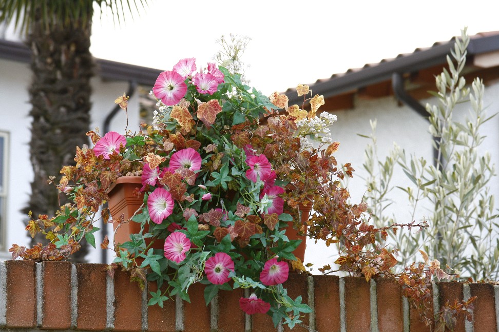 Fiori col brutto tempo