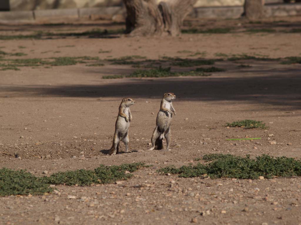 Ma quando passa l'autobus?