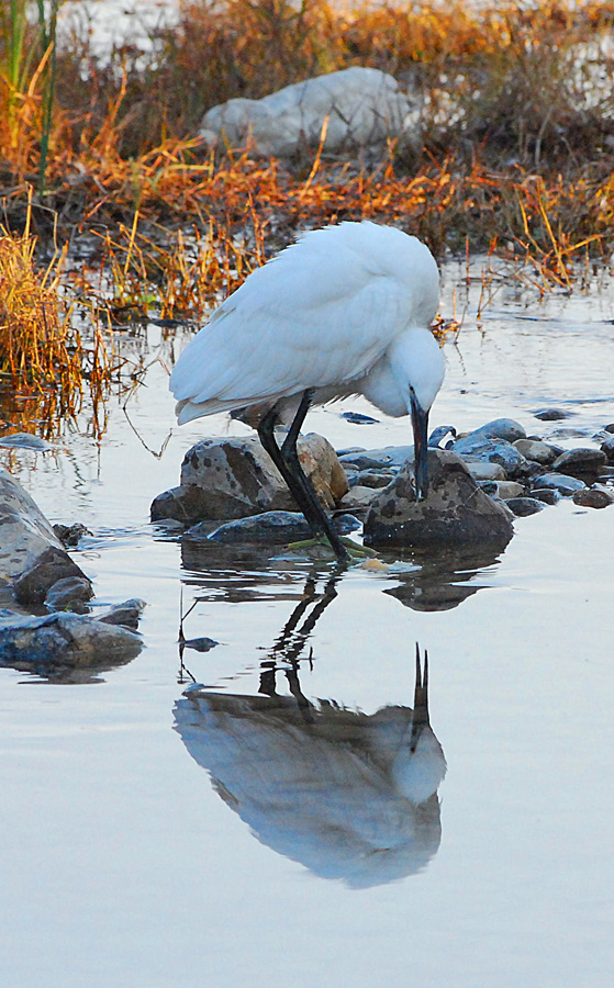 Specchio delle mie brame