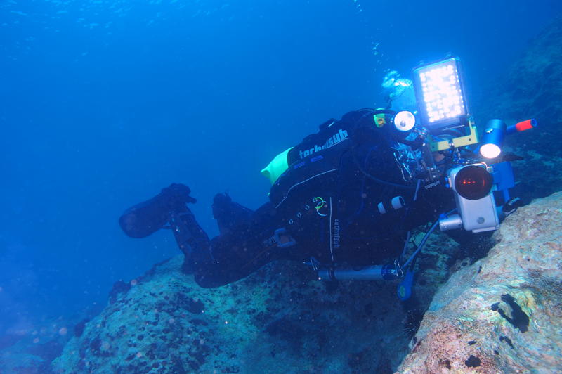 Cinghiale in agguato