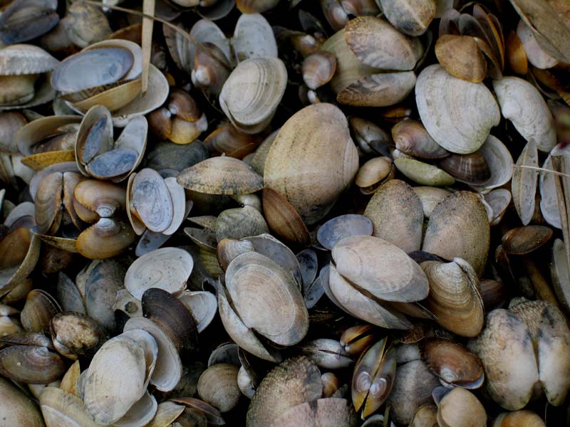 Vongole