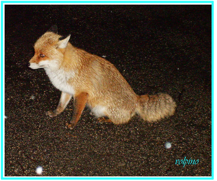 volpino sotto la neve...
