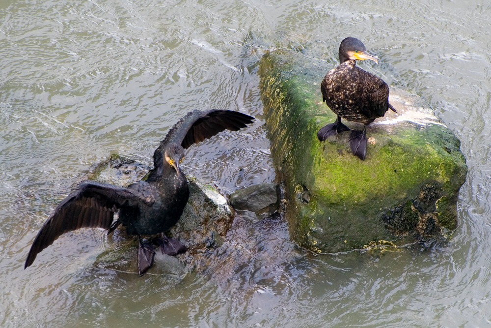 Cormorani a Roma