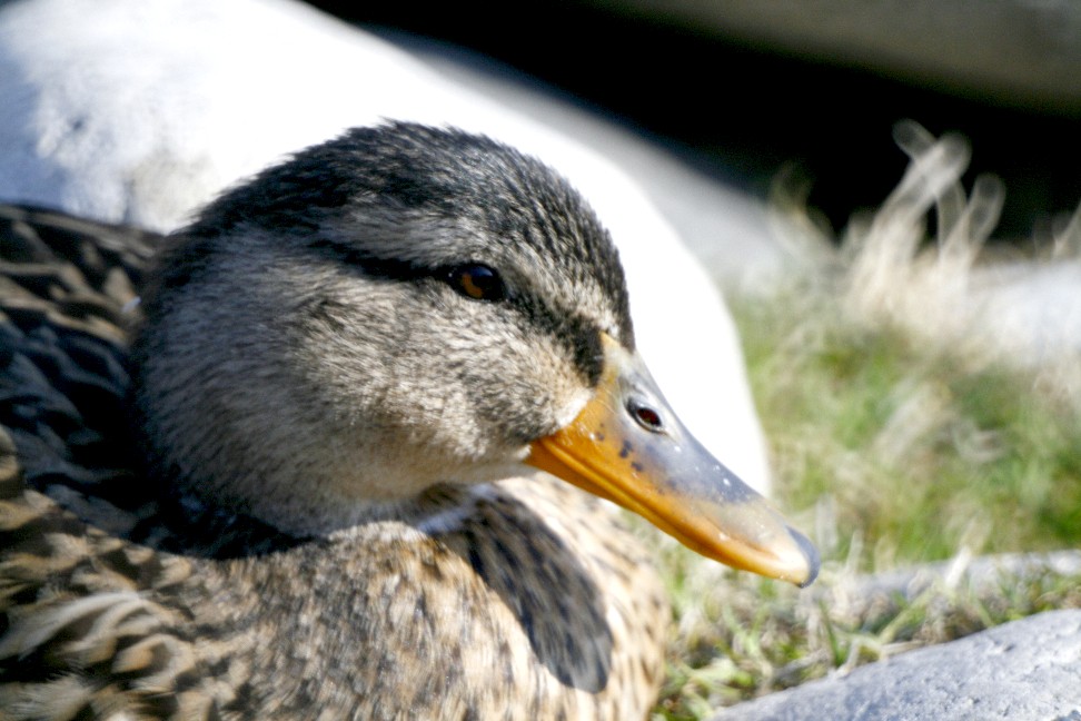 Germano femmina con mto500