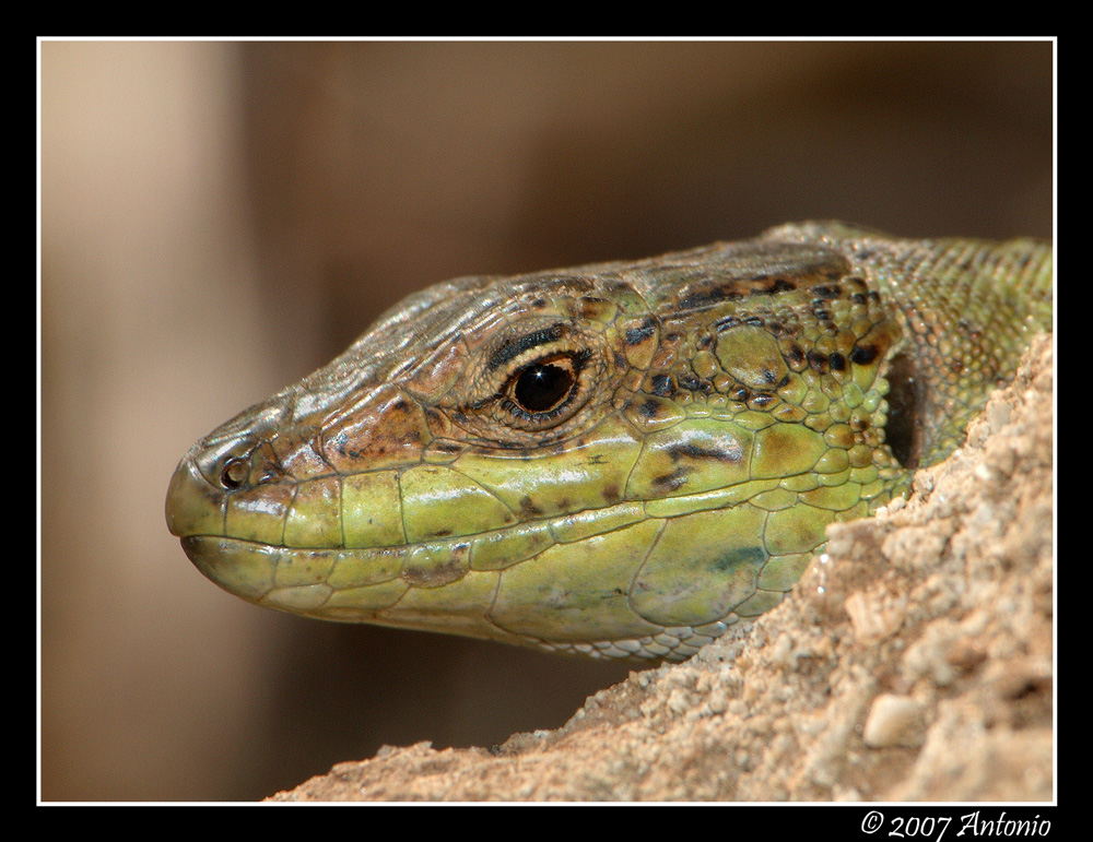 Lucertola o Dinosauro?