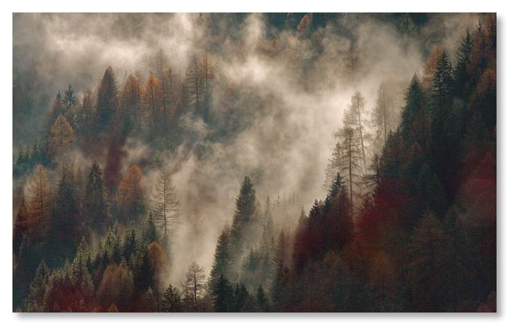 ...mi ritrovai per una selva oscura...