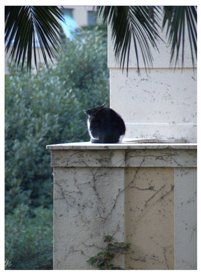 un gatto e le sue nove vite