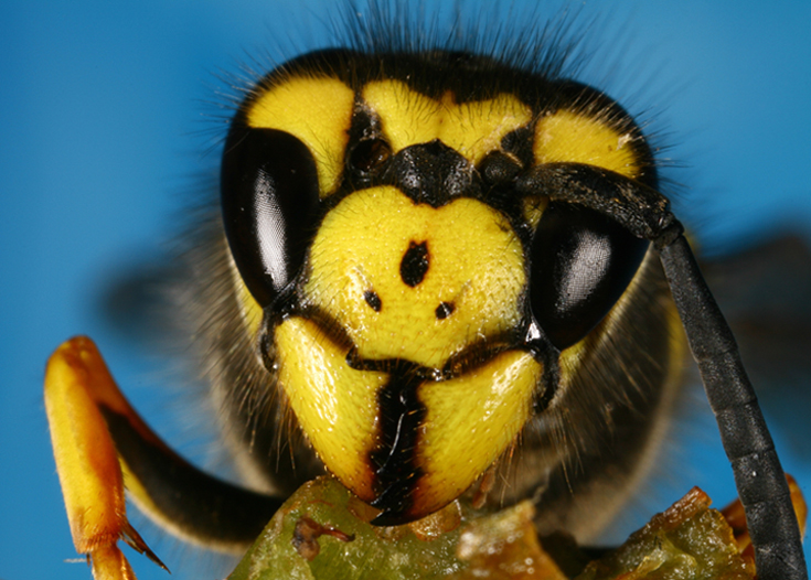 Incontro ravvicinato con la vespa
