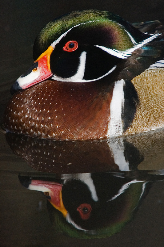 Anatra Sposa (ancora...)