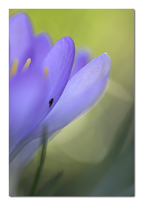 Cosa sognano gli insetti?