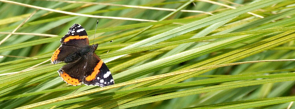 pista di atterraggio