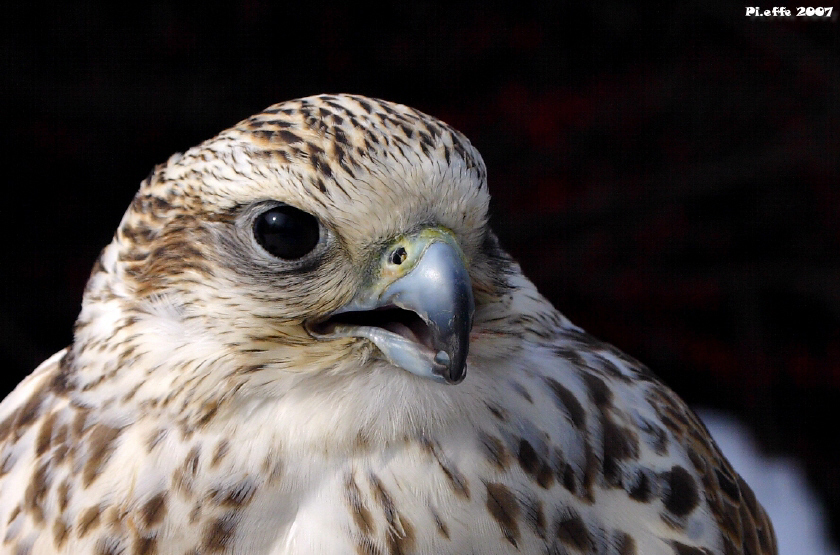 Falco in primo piano
